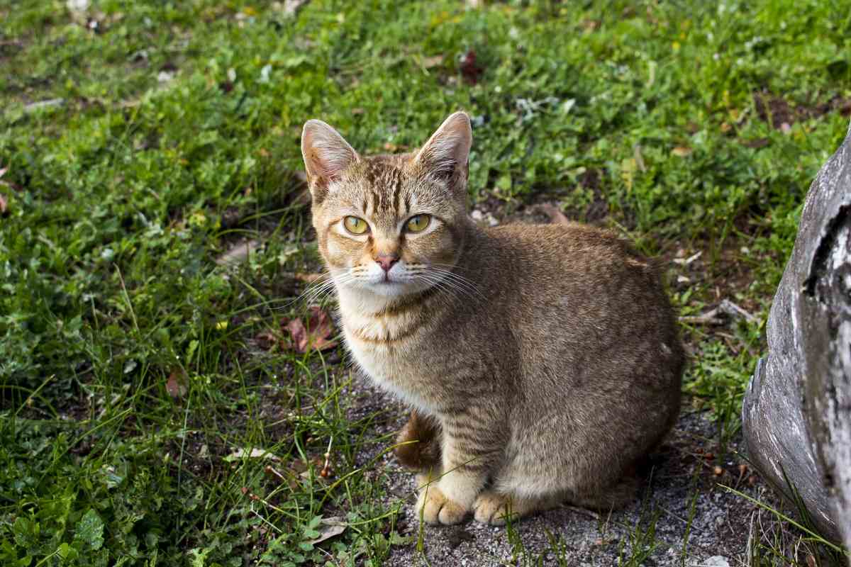 A brown ticked tabby cat sits in the grass, looking up at the camera.