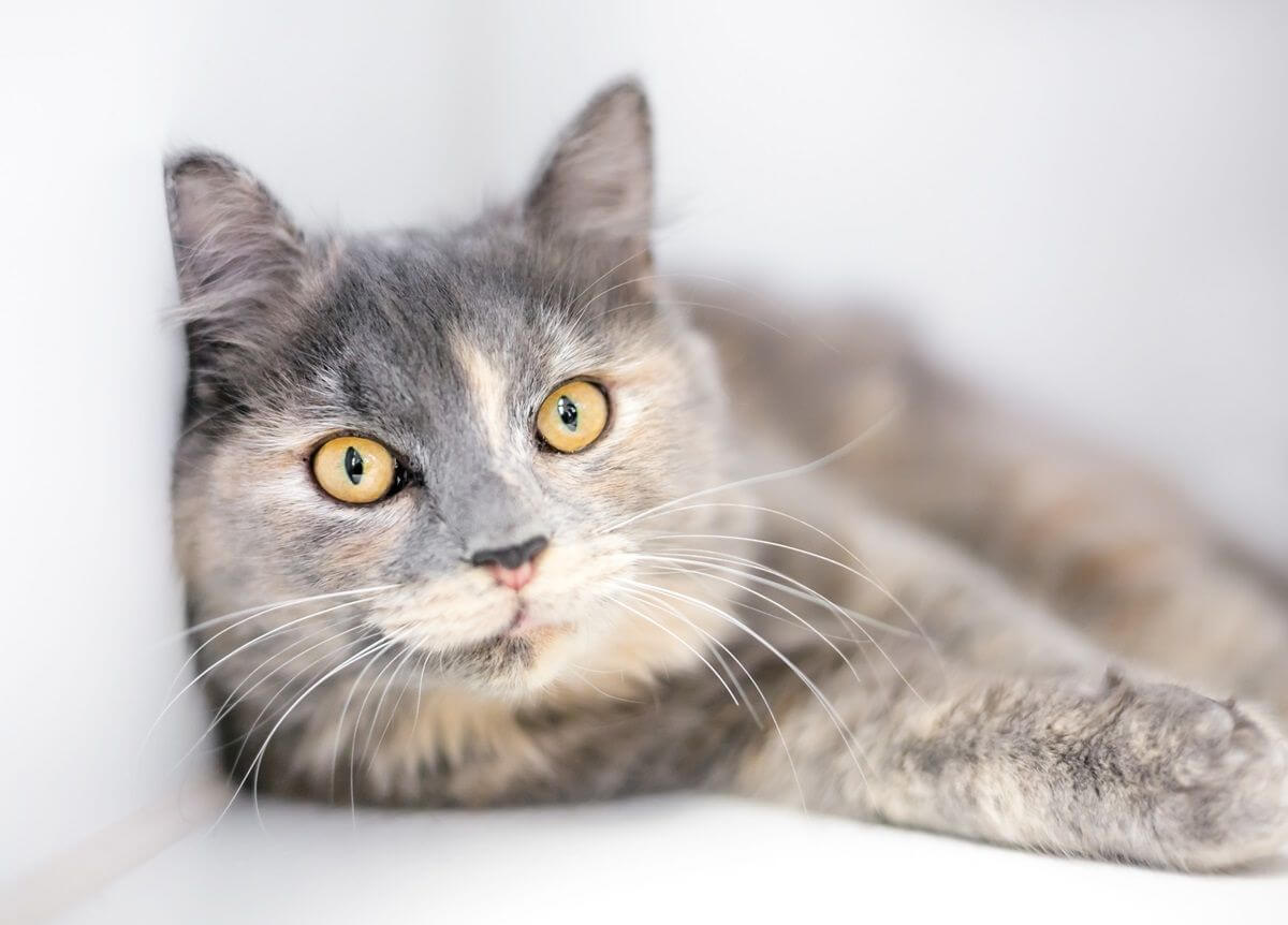 A dilute tortoiseshell cat with yellow eyes in a relaxed position