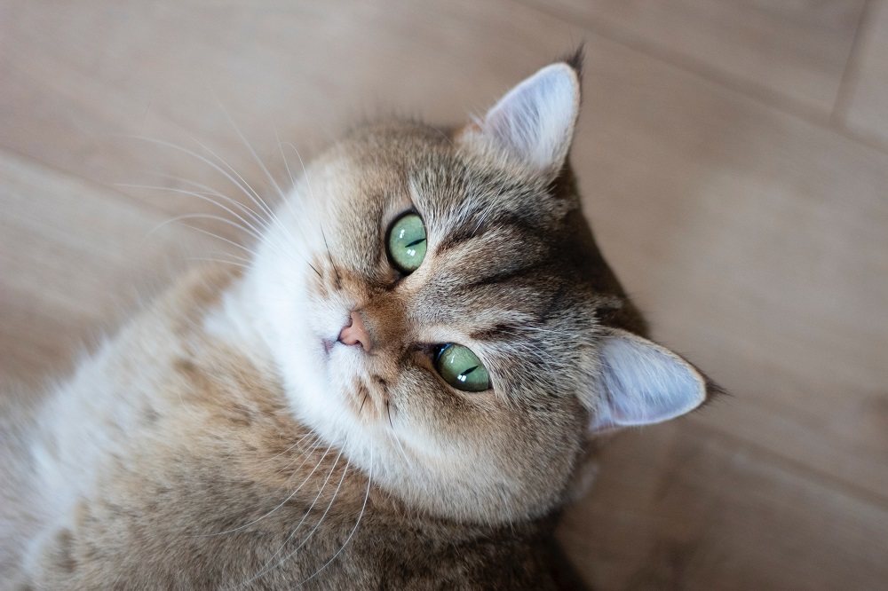 A golden British Shorthair cat with a ticked tabby pattern.