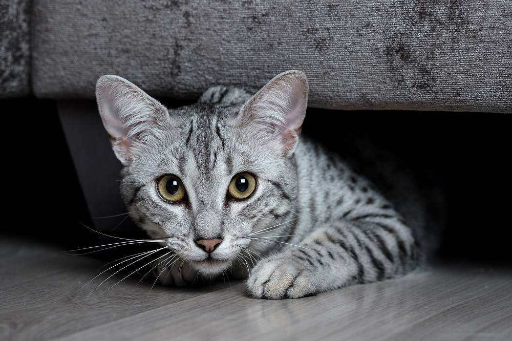 A gray spotted Egyptian Mau peaks out from under a couch.