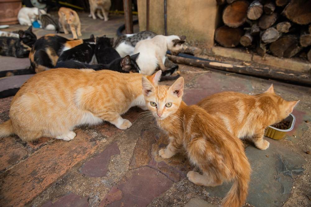 A group of stray cats eating the dry cat food that their caregivers give them