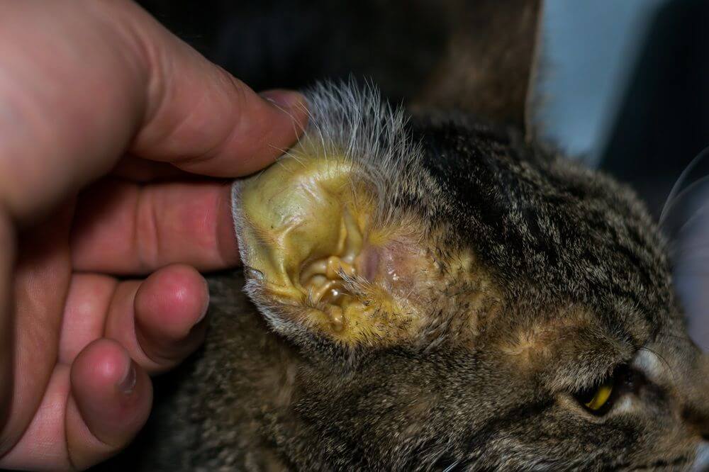 A person’s hand holding a cat’s ear, which has a yellow discoloration to the skin.