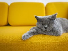 A young, gray cat sleeping on a bright yellow sofa.