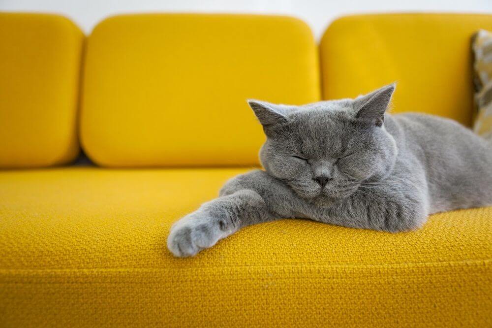 A young, gray cat sleeping on a bright yellow sofa.