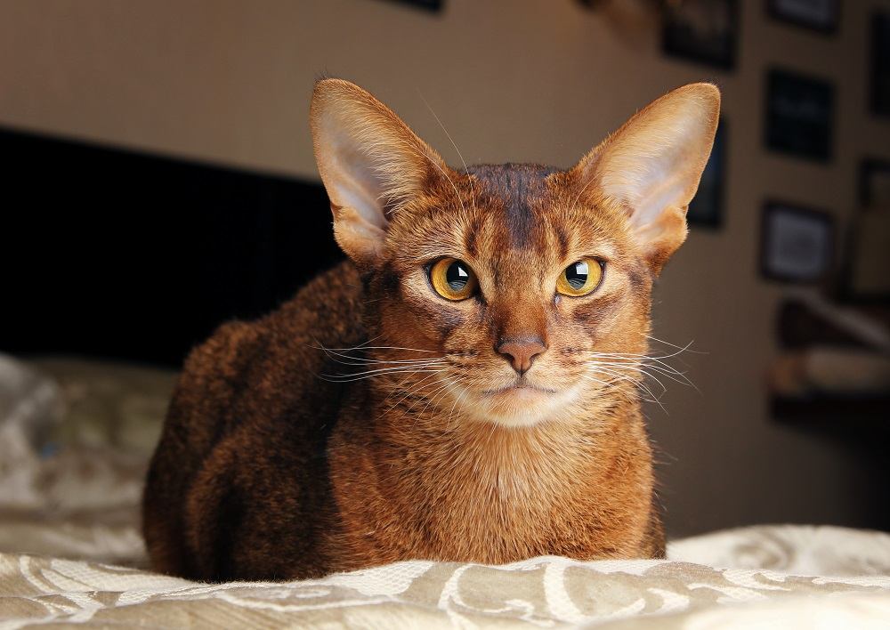 Abyssinian cat lying in bed.