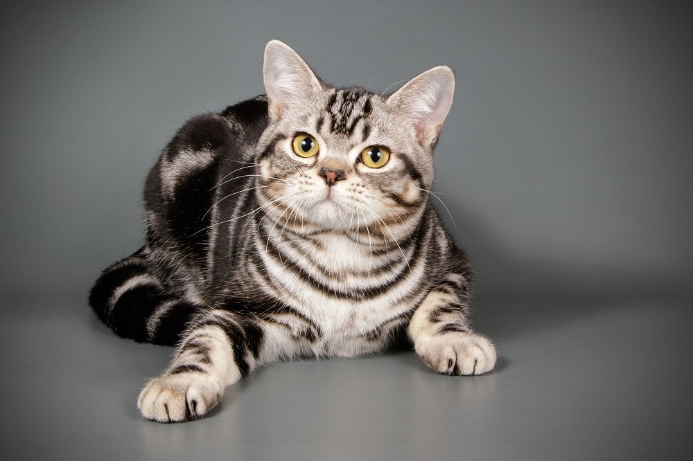 American shorthair cat