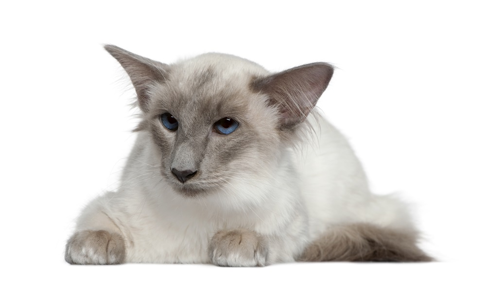 Balinese, 1 year old, lying in front of white background