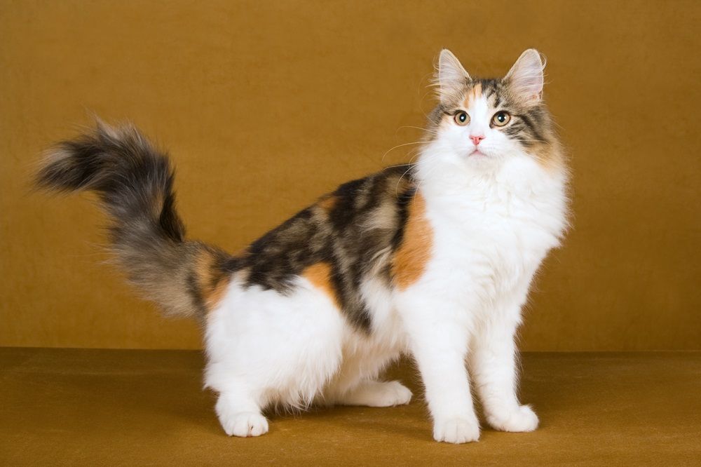 Beautiful Calico Norwegian Forest Cat on gold background