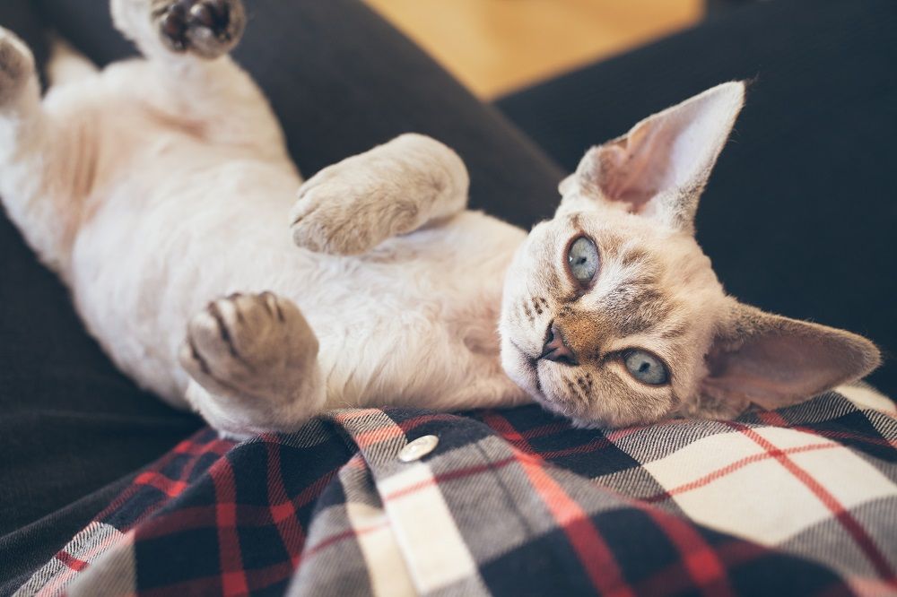 Beautiful Devon Rex cat is laying down on owners lap