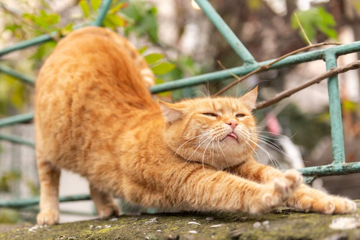 Beautiful red cat stretches and shows tongue.