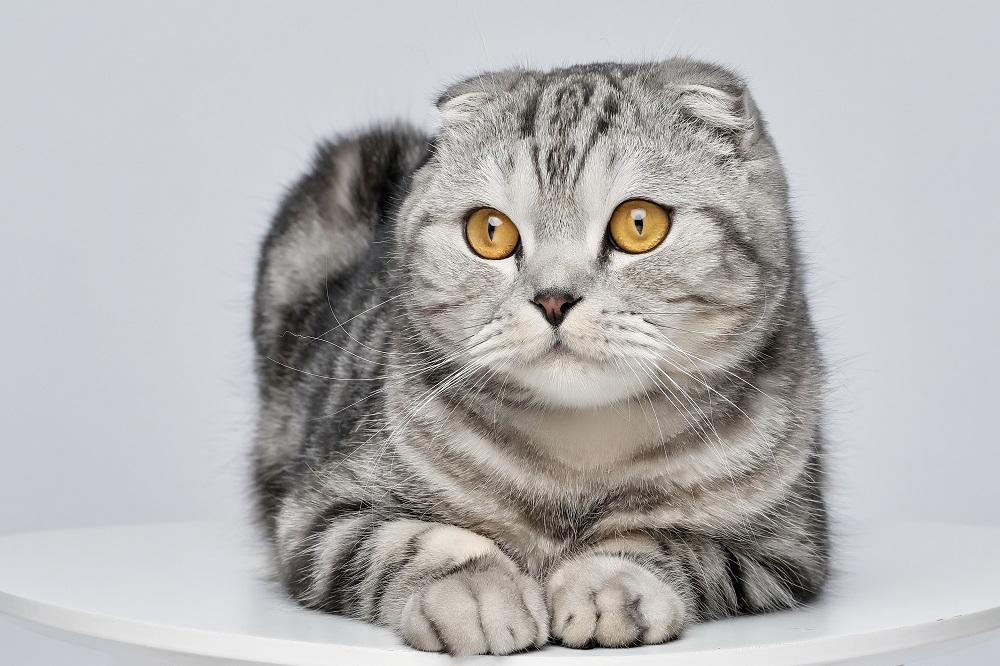 Beautiful scottish fold silver tabby portrait