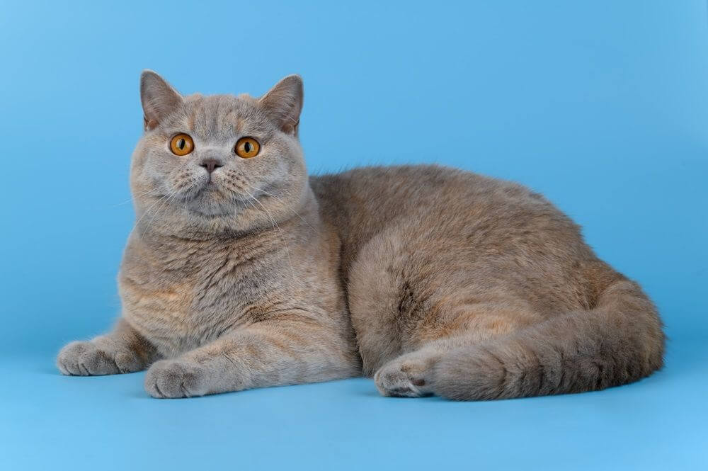 British Shorthair cat lies on a blue background