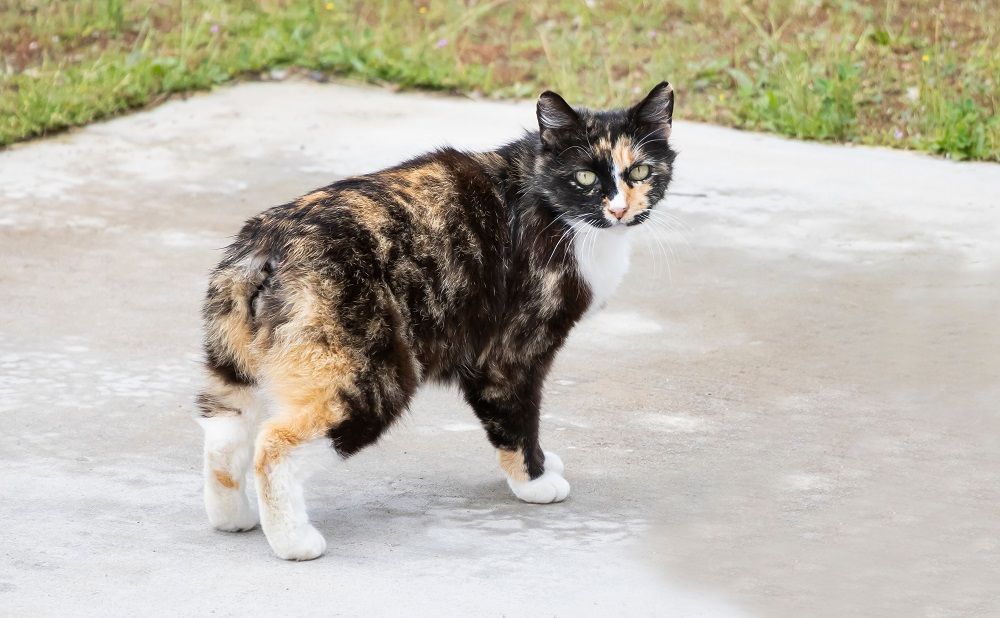 Calico Manx cat is a unique breed with no tail