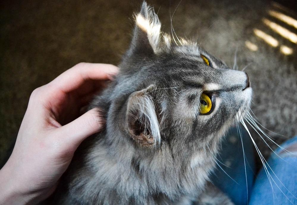 The cat is getting a head massage.