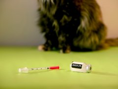 Cat with insulin bottle and syringe