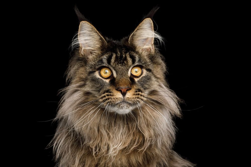 Close-up Portrait of Huge Maine Coon Cat