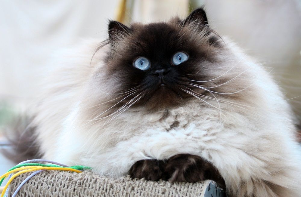 Close up of Himalayan cats