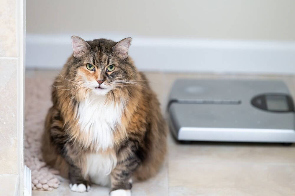 Close up of an overweight long-haired cat with a blurry weight scale in the background.