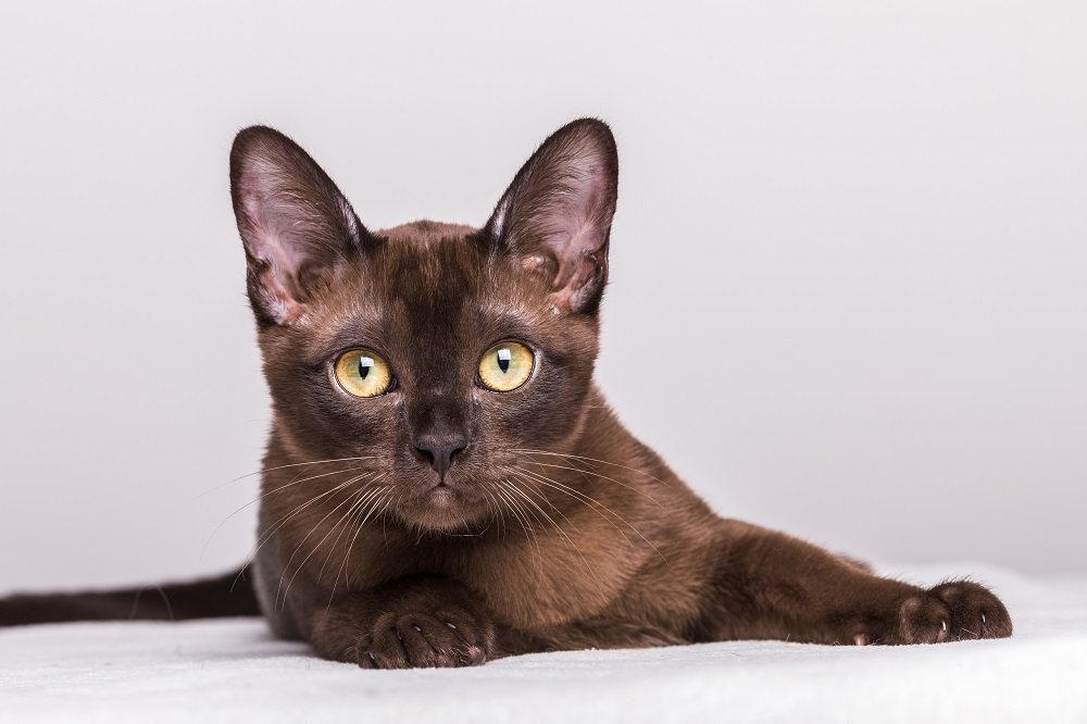 Close-up portrait of a brown Burmese kitten