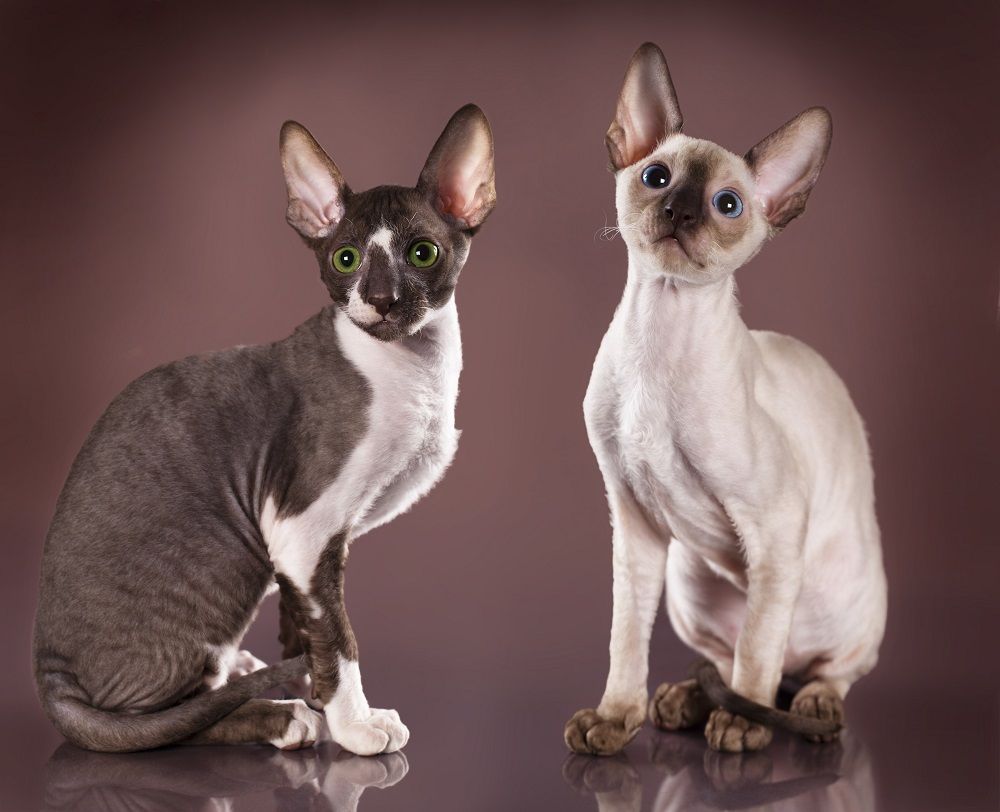 Cornish rex kitten, 3 months