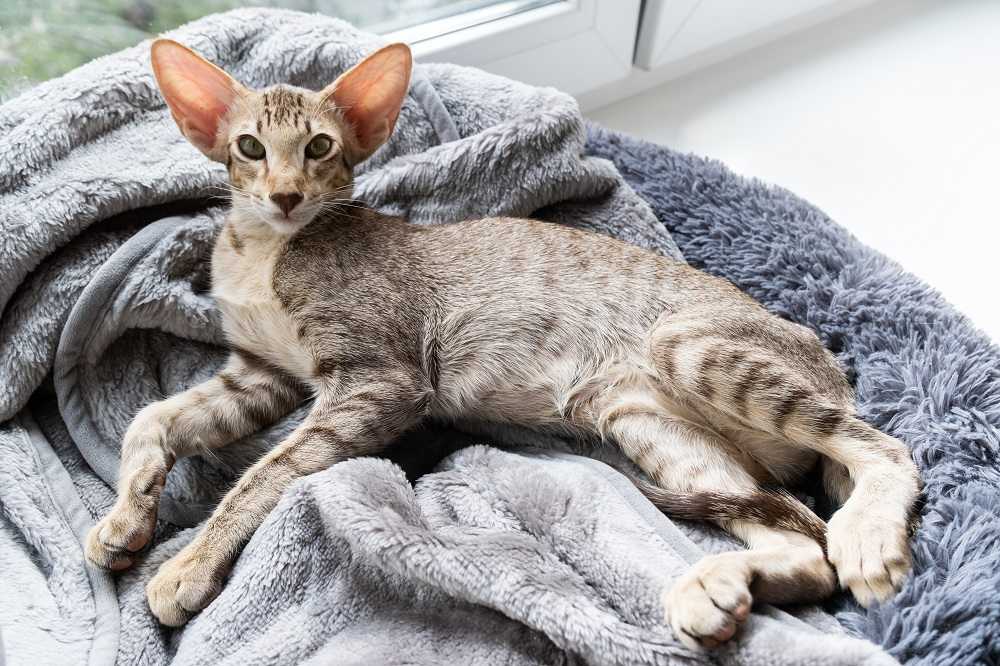 Cute oriental shorthair tabby kitten sleeping near the window