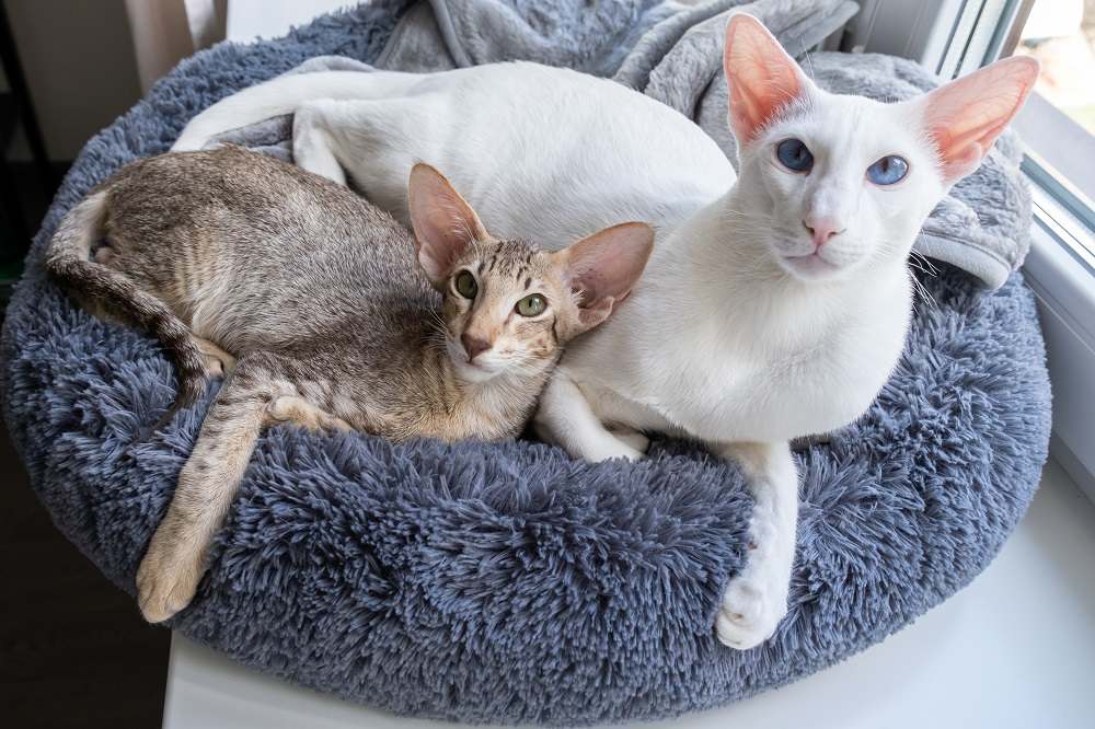 Cute oriental shorthair white cat and little tabby kitten