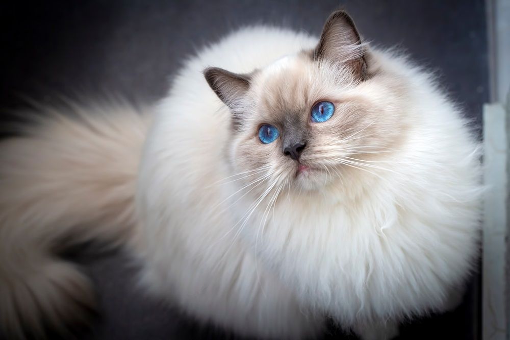 Cute pet ragdoll cat