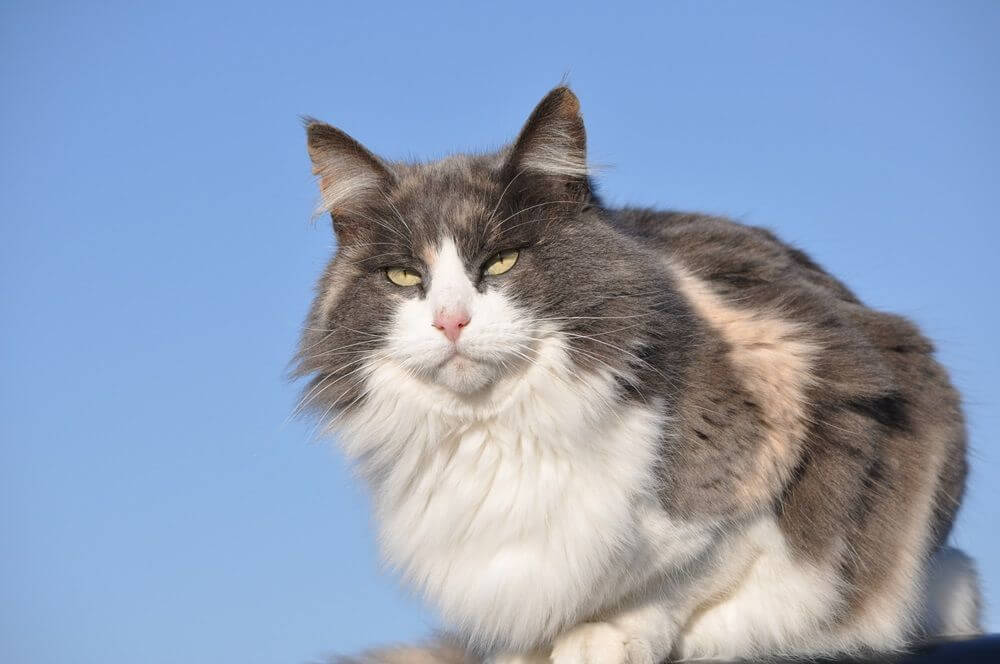 Beautiful long haired diluted calico cat against blue skies on a cold winter day