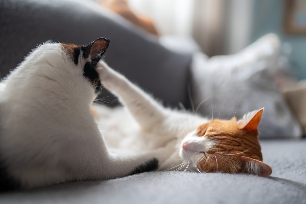 Do cats have alphas Two domestic white cats lying together