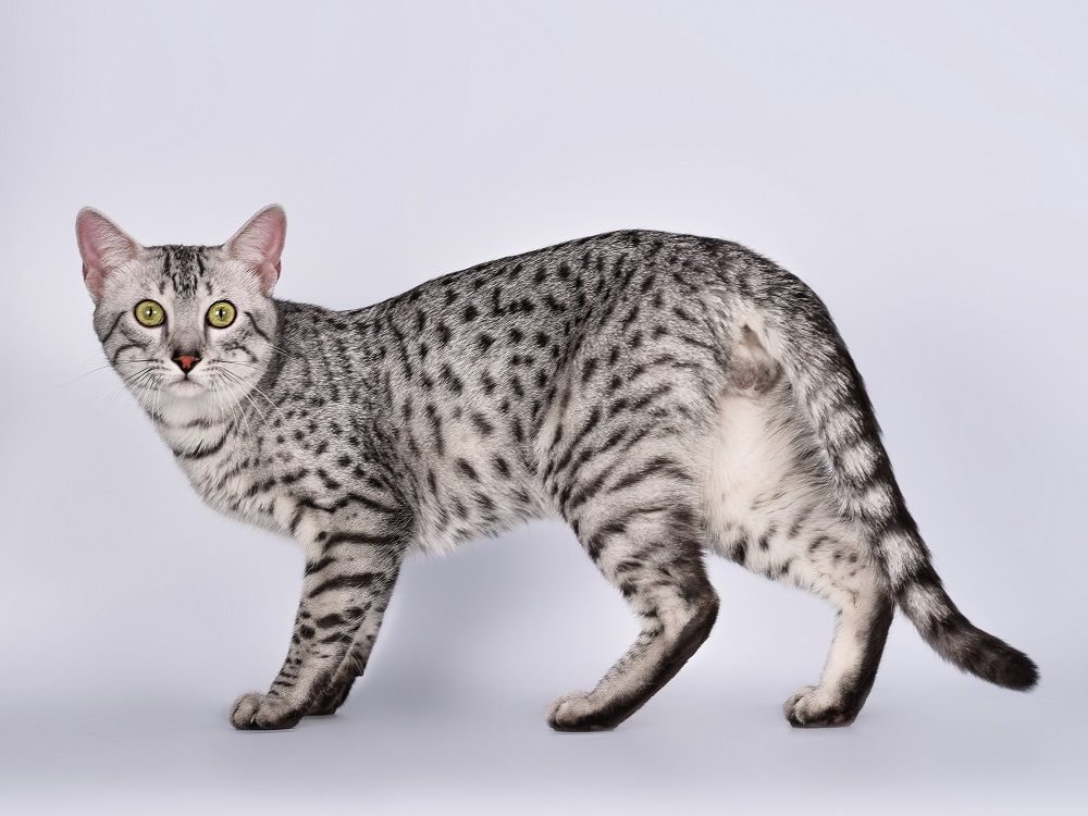 Egyptian Mau on white background