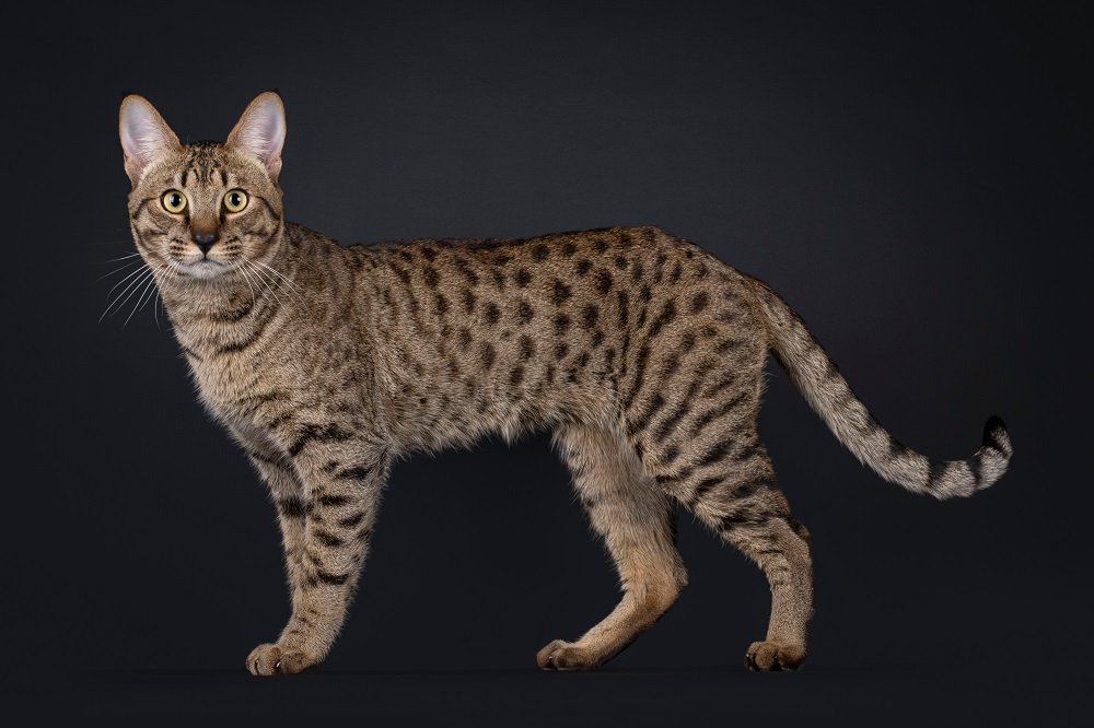 Elegant Savannah cat, standing sideways