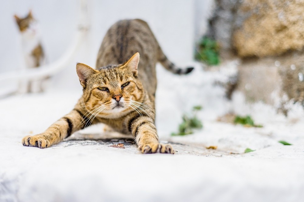 Kitty cat looking around and relaxing after stretching and cleaning and says hello to new visitors