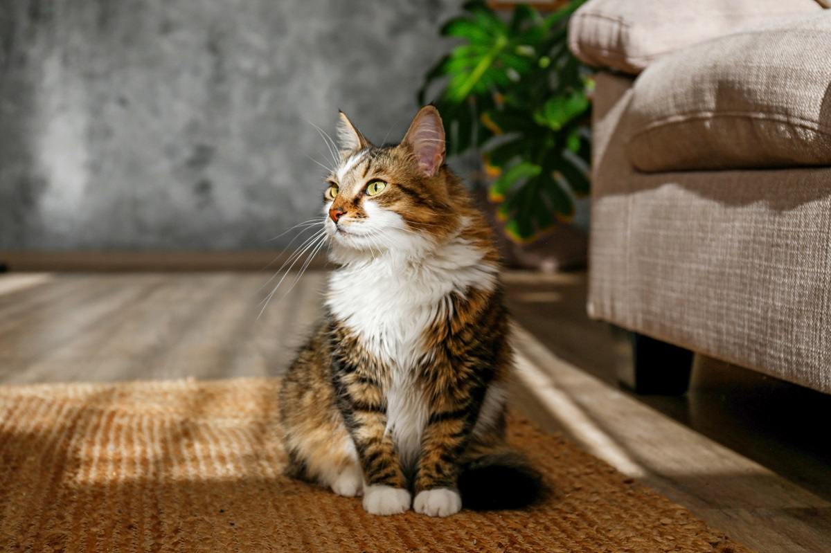 Fluffy siberian cat sitting on the jute wicker rug.