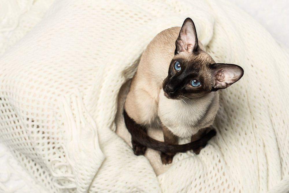 Oriental seal-point Siamese cat posing on a white.