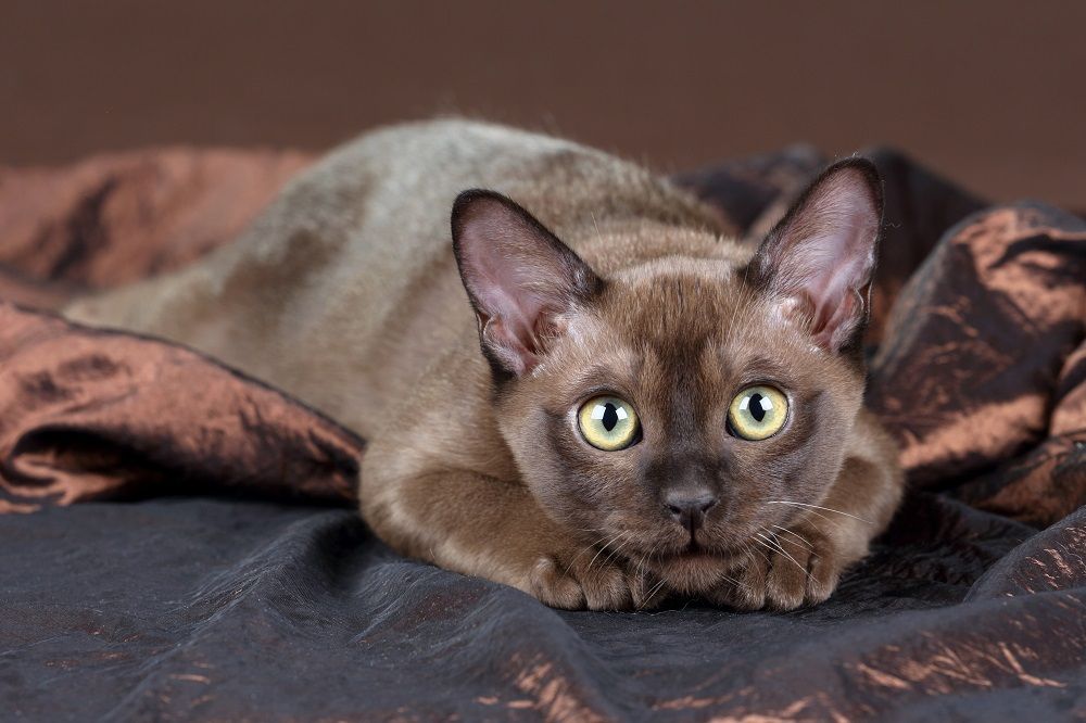 Playful Burmese kitten on a brown background