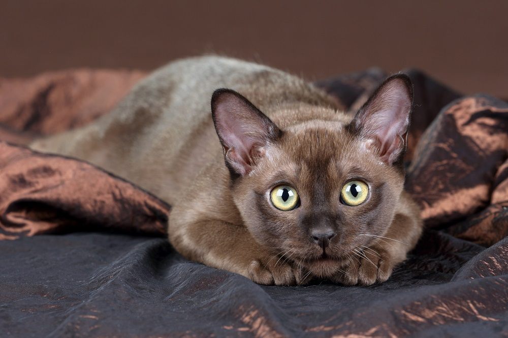 Playful Burmese kitten on a brown background.