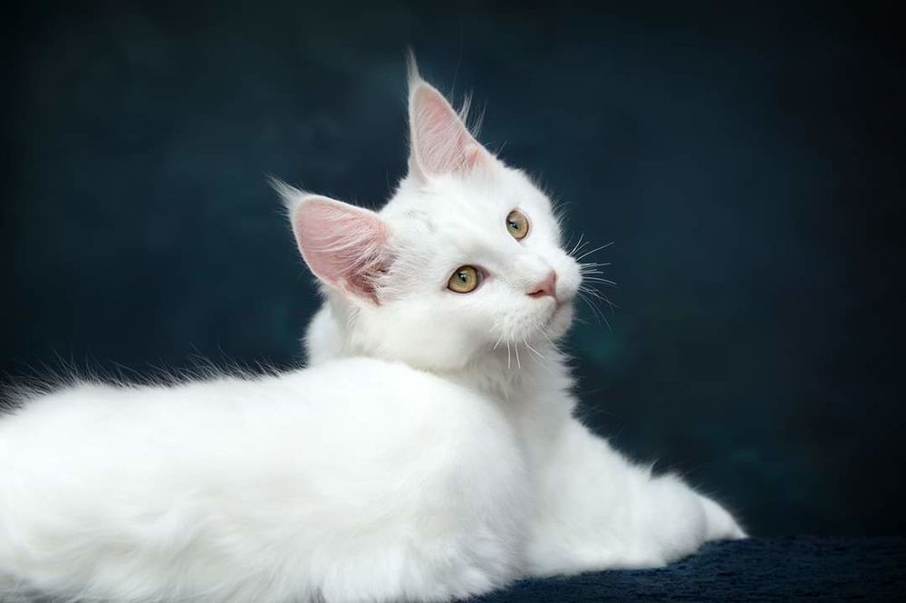 Portrait of a cute Turkish Angora cat