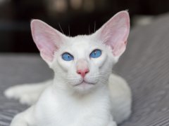 Portrait of oriental shorthair white cat with blue eyes