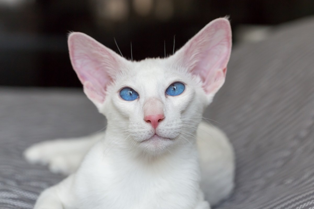 Portrait of oriental shorthair white cat with blue eyes