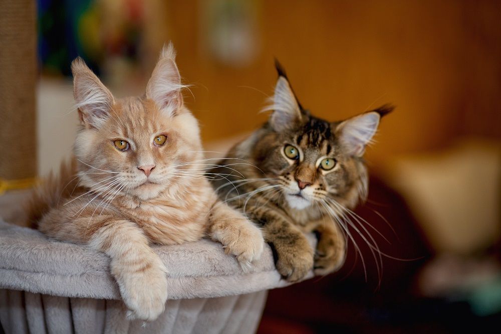 Portrait of two cute striped Maine Coon kittens red and gray