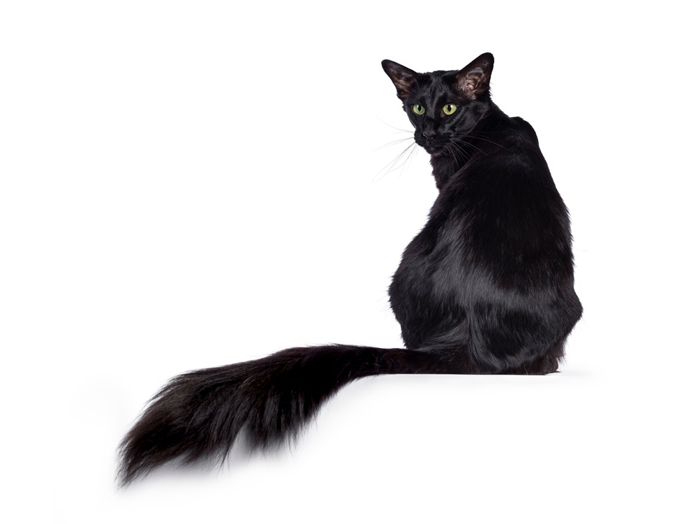 Pretty young adult solid black Balinese Oriental Longhair cat, sitting backwards