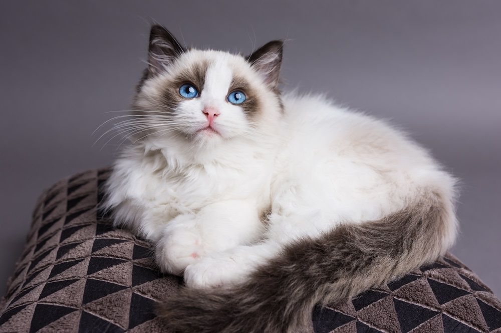 Ragdoll kitten on a pillow looking up.