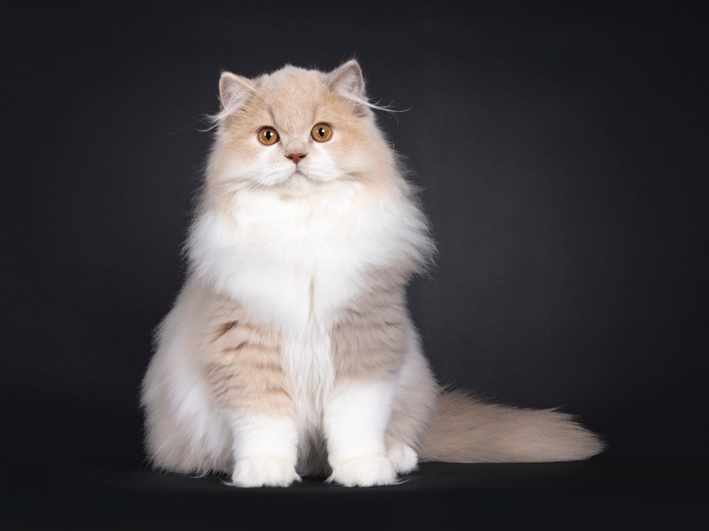 Rare male tortie British Longhair cat kitten, sitting up facing front