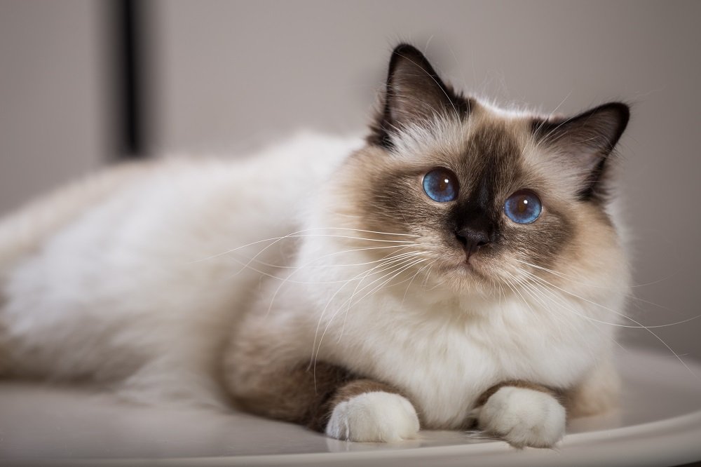 Sacred Birman Cat, Birma