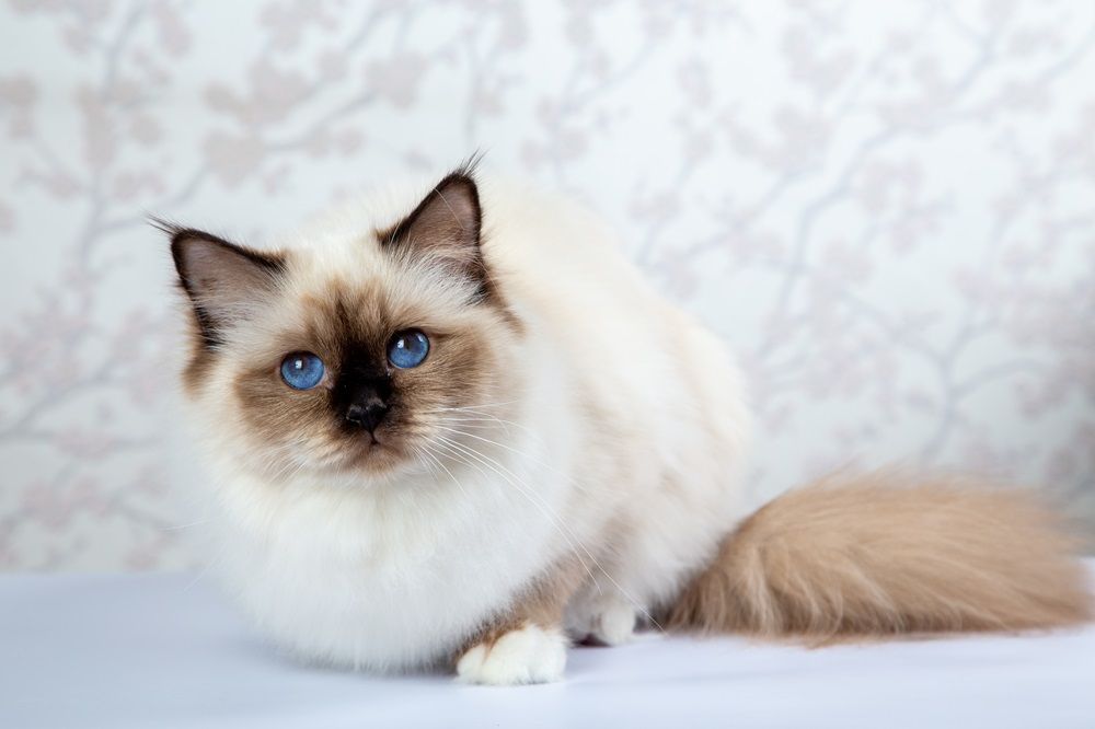 Sacred Birman Cat, birma on a light background