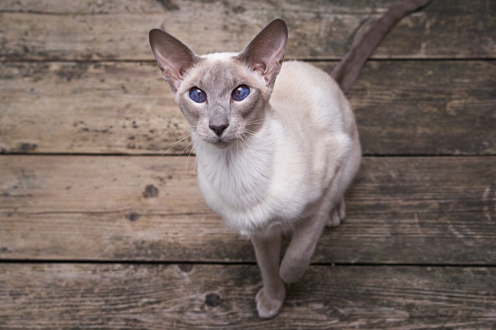 Siamese cat