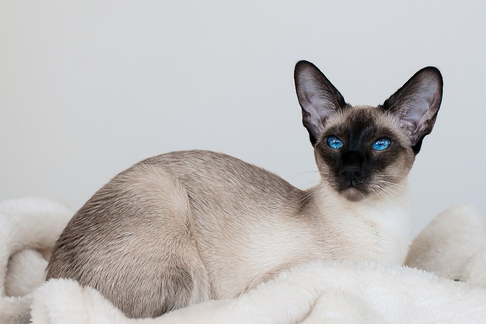 Siamese cat