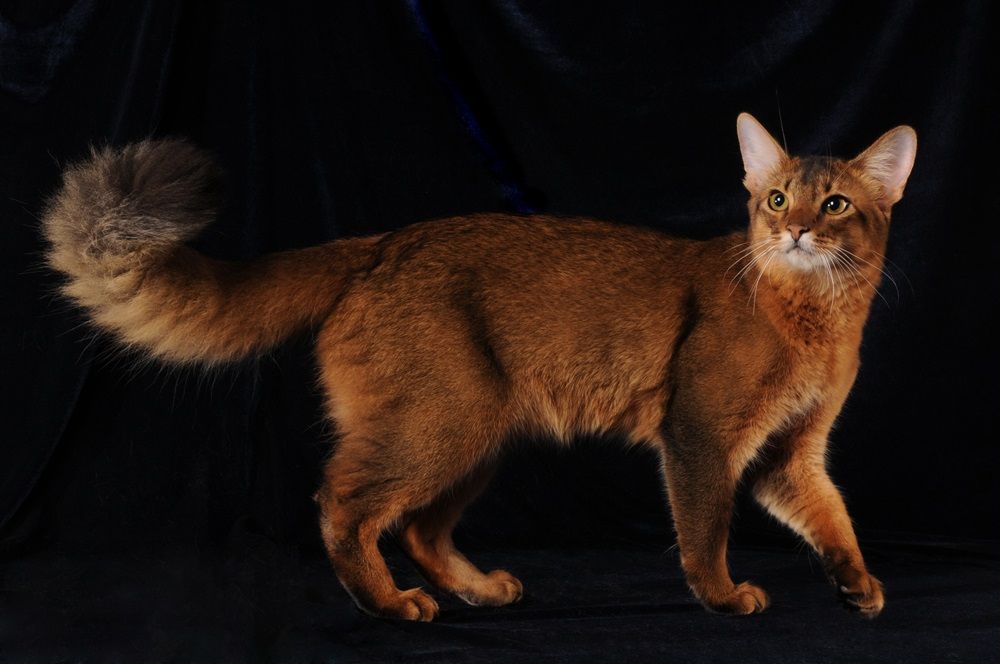 Somali cat ruddy color on dark blue velvet