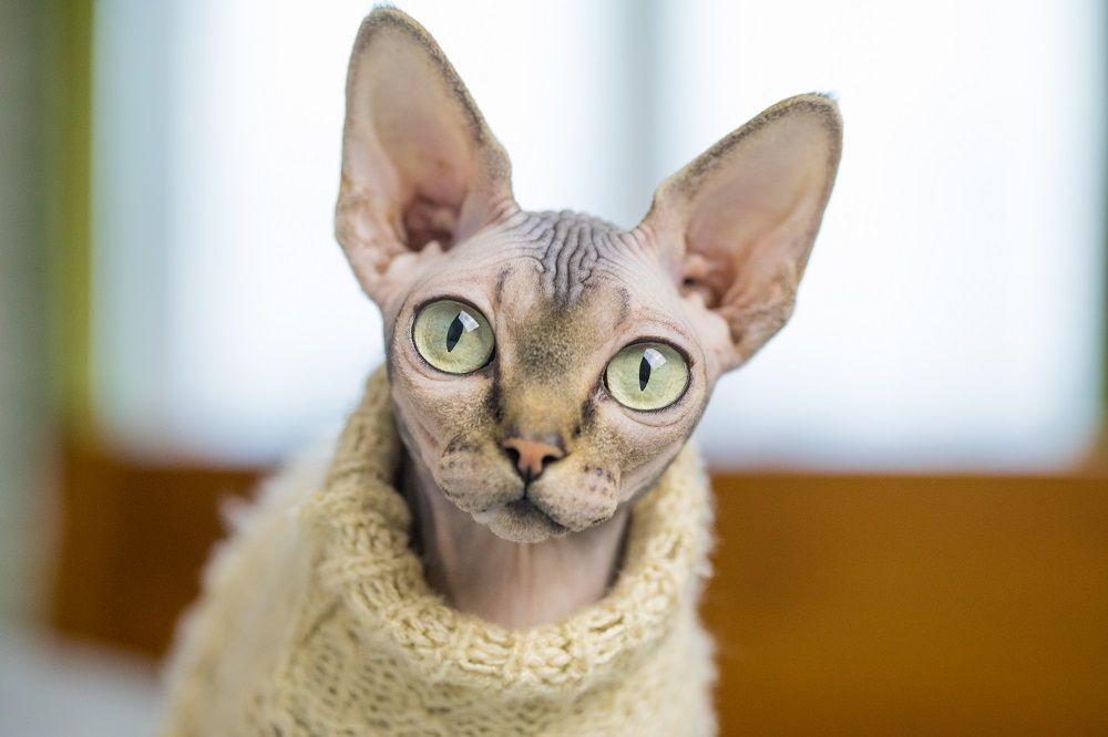 Sphinx in clothes, bald cat in a warm shawl, hairless cat, naked cat in a sweater