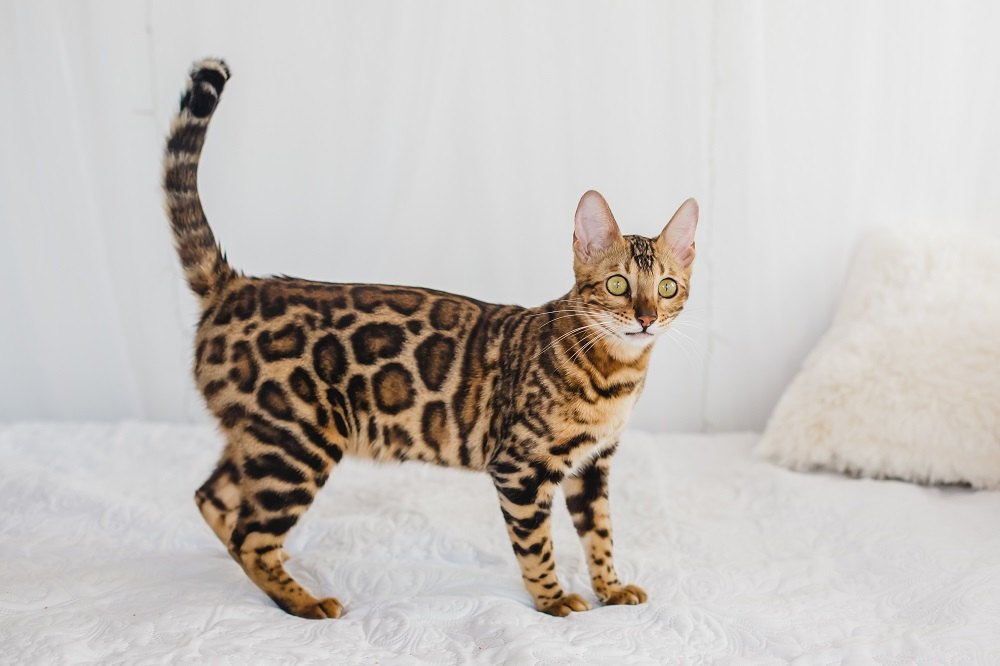 Spotted tabby Bengal cat brown spotted